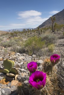 USA, California, Death Valley National Park, Prickly pear cactus in full bloom