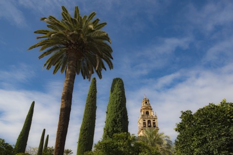 Spain, Andalusia, Cordoba, Minaret of Great Mosque of Córdoba behind trees