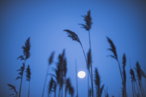 Full moon behind marram grass