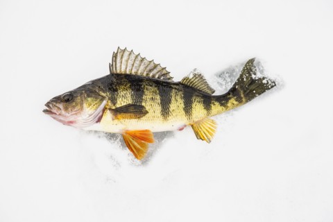 Dead perch fish on ice in Adirondack Mountains