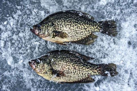Dead trout fish on ice in Adirondack Mountains