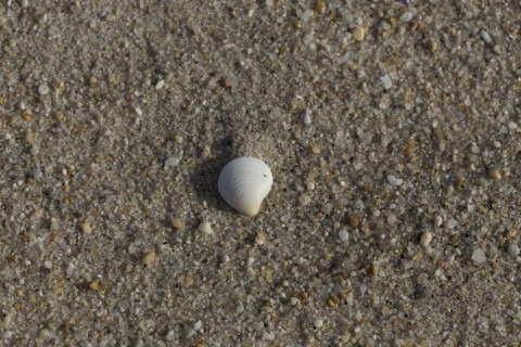 White shell on sandy beach