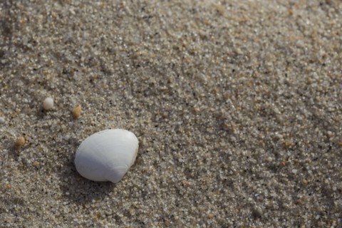 White shell on sandy beach