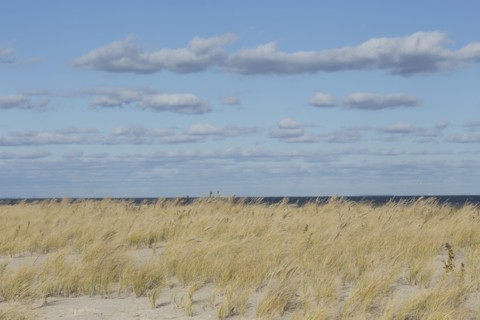 Grass on sand dune with sea in background