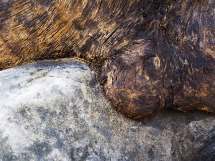 Australia, New South Wales, Bizarre tree trunk in Blue Mountains
