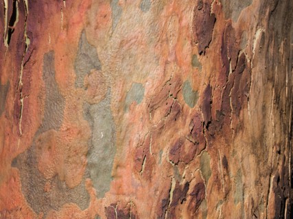 Australia, New South Wales, Blue Mountains, Smooth-barked apple tree (Angophora costata) bark