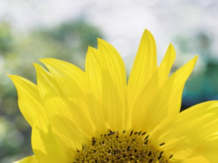 Close-up of sunflower (Helianthus) in bloom