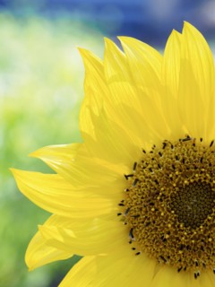 Close-up of sunflower (Helianthus) in bloom