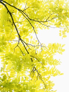 Tree with yellow leaves in sunlight