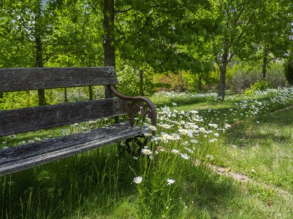 Bench among green grass and wild flowers
