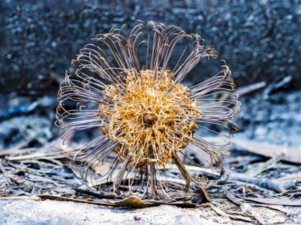 Banksia (Proteaceae) on blue background