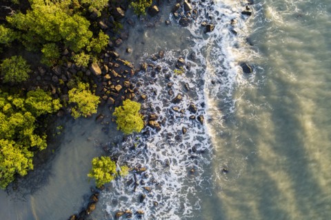 Australia, Queensland, Port Douglas, Aerial view of coastline with mangroves trees (Rhizophora)