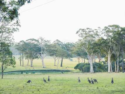 Australia, Kangaroo Valley, Mob of kangaroos (Macropodidae)