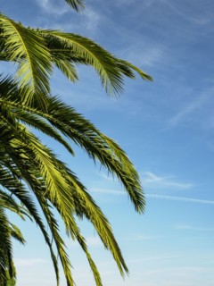 Palm leaves against blue sky