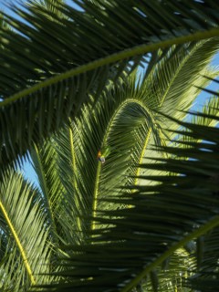 Llorikeet (Trichoglossus moluccanus) perching on palm tree
