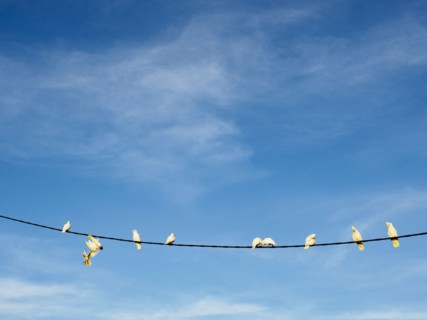 Flock of corellas (Cacatua sanguinea) perching on wire