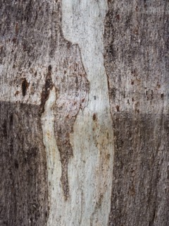 Australia, New South Wales, Plant bark at Blue Mountains