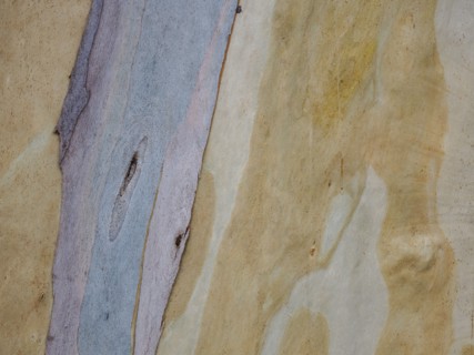 Australia, New South Wales, Plant bark at Blue Mountains