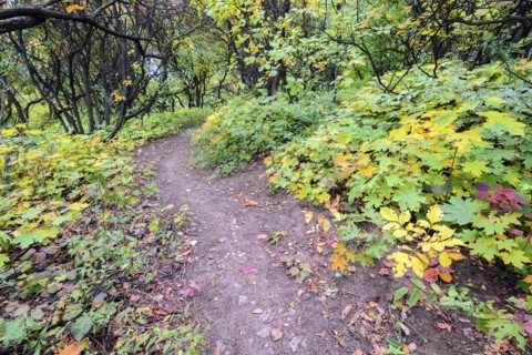 Autumn forest