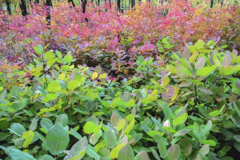 Autumn forest