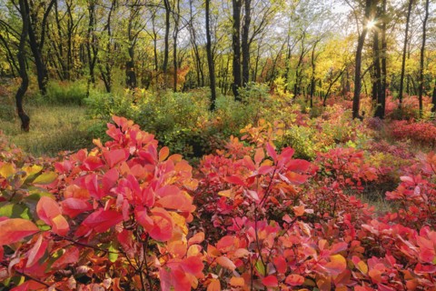 Ukraine, Dnepropetrovsk region, Novomoskovsk district, Autumn forest