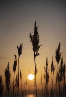 Silhouettes of grass at sunset