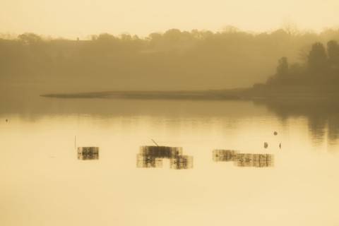 Shellfish baskets at low tide