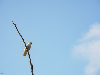 Cockatoo on branch