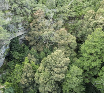 Forest in Blue Mountains National Park
