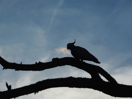 Silhouette of cockatoo on branches