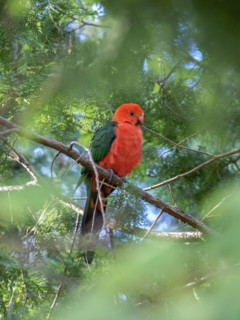 King parrot in tree