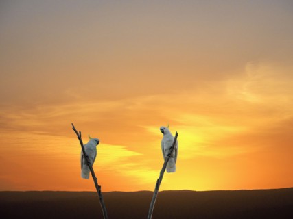 Cockatoos on branches at sunset