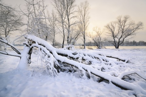Snow on fallen tree