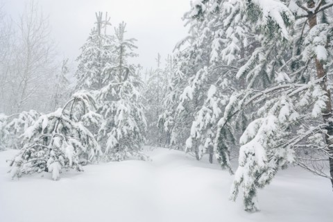 Trees in snow