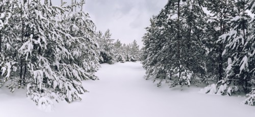 Trees in snow