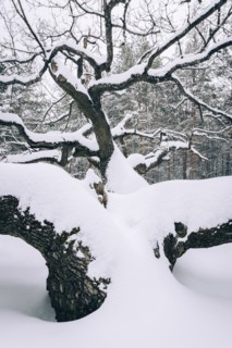 Bare trees in snow