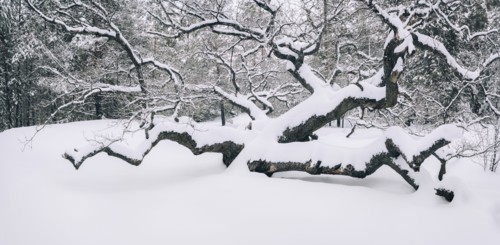 Bare trees in snow