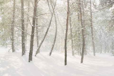 Bare trees in snow