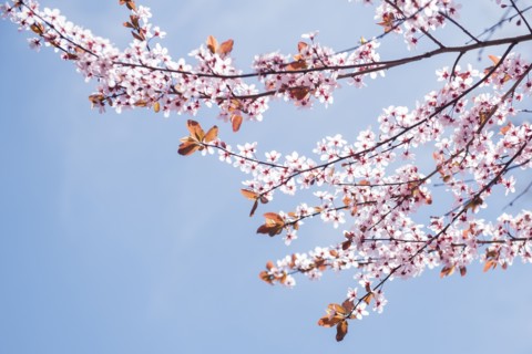 Cherry blossoms