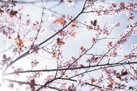 Cherry blossoms