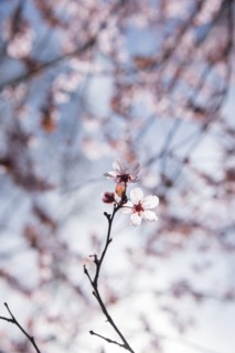 Cherry blossoms