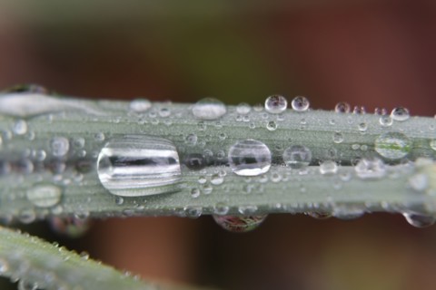 Water droplets on leaf