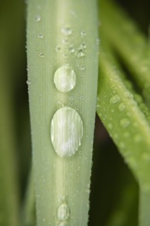 Water droplets on leaf