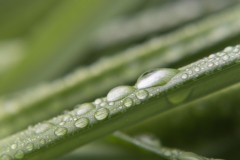 Water droplets on leaf