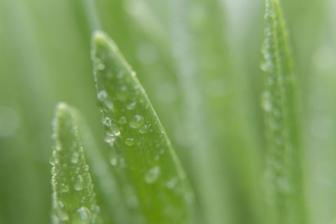 Water droplets on leaves