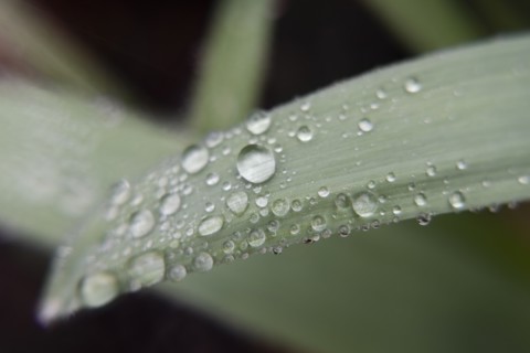 Water droplets on leaf