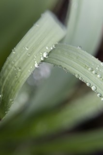 Water droplets on leaves