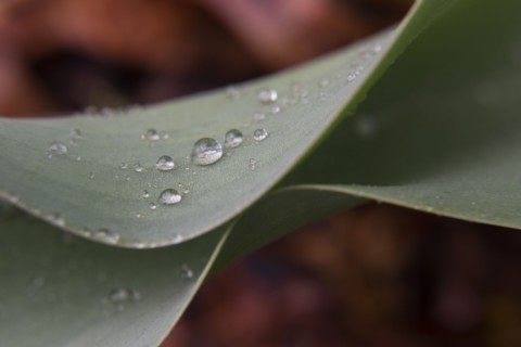 Water droplets on leaf