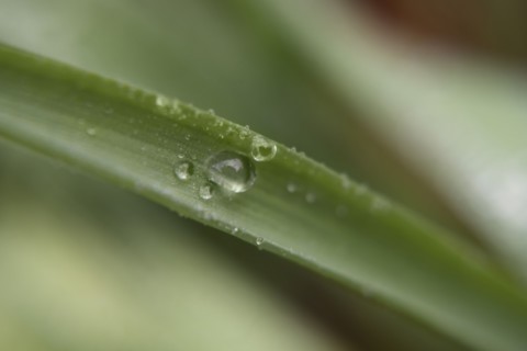 Water droplets on leaf