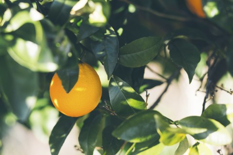 Orange tree